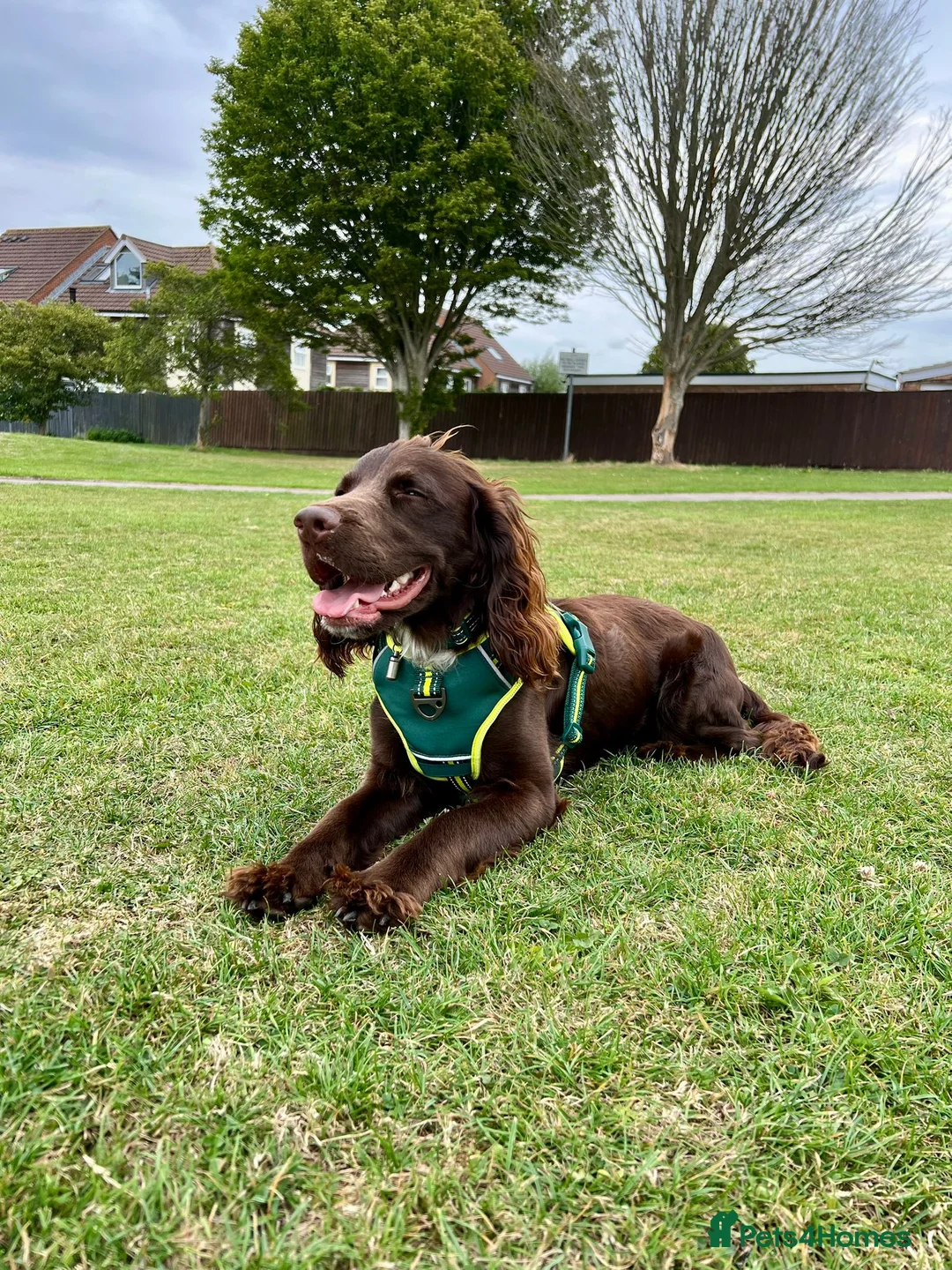 Sprocker dogs for stud: Stunning Cocker Spaniel X available for Stud  - Advert 1