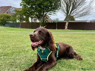 Sprocker dogs Stunning Cocker Spaniel X available for Stud - Advert 20