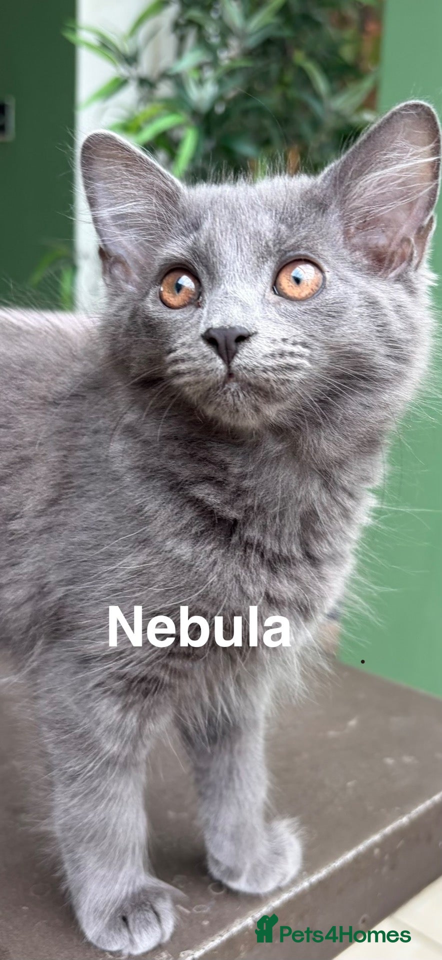 Mixed Breed cats Beautiful Solid Blue Kittens  - Advert 2