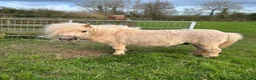 Pig livestock for sale: Registered Miniature Shetland  - Advert 1
