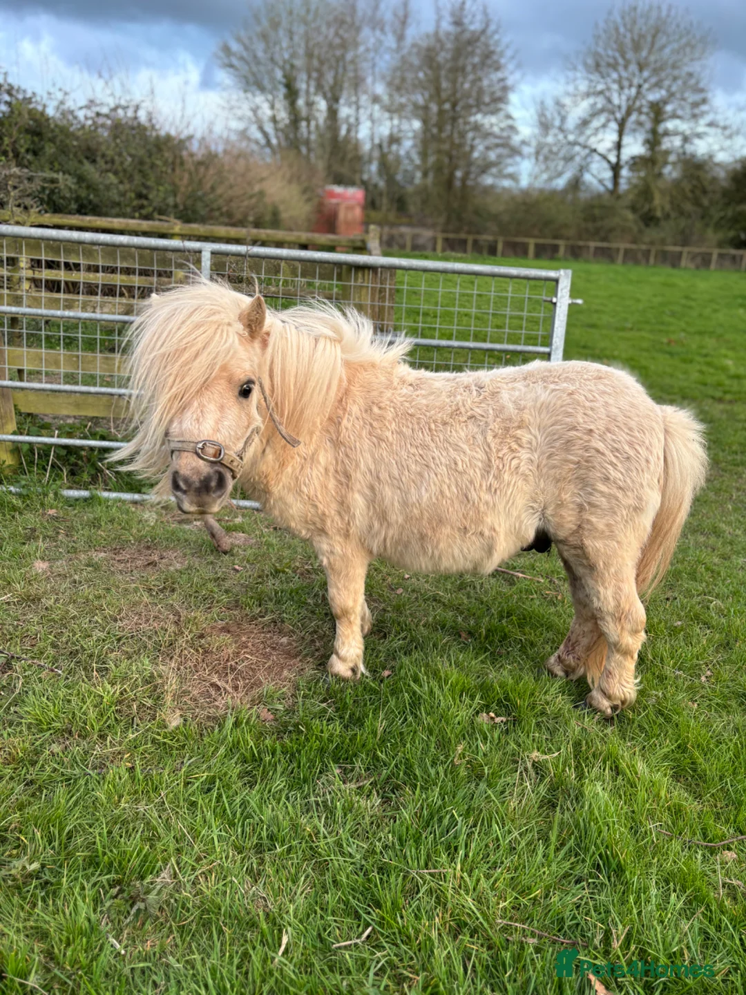 Pig livestock for sale: Registered Miniature Shetland  - Advert 1