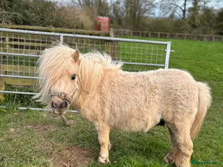 Pig livestock Registered Miniature Shetland - Advert 17