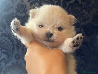 Pomeranian dogs - Advert 1