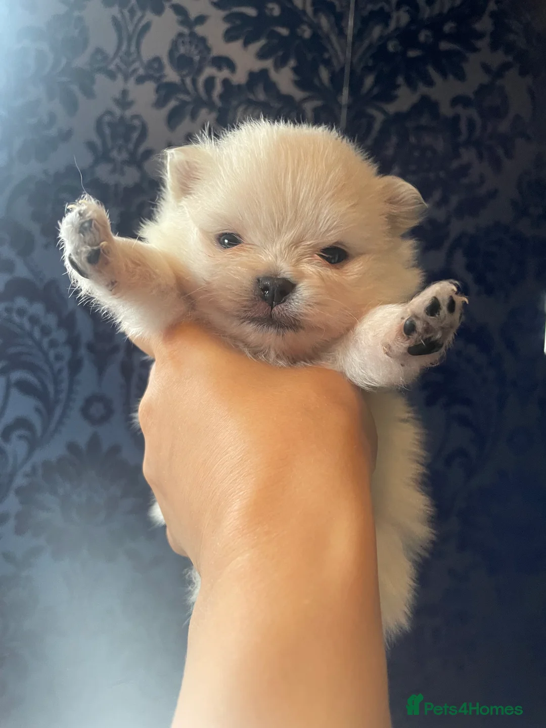 Pomeranian dogs for sale: White KENNEL CLUB Registered CHAMPION Bloodlines - Advert 2