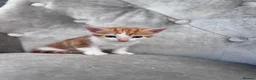 Mixed Breed cats for sale: Lovely kittens  - Advert 10