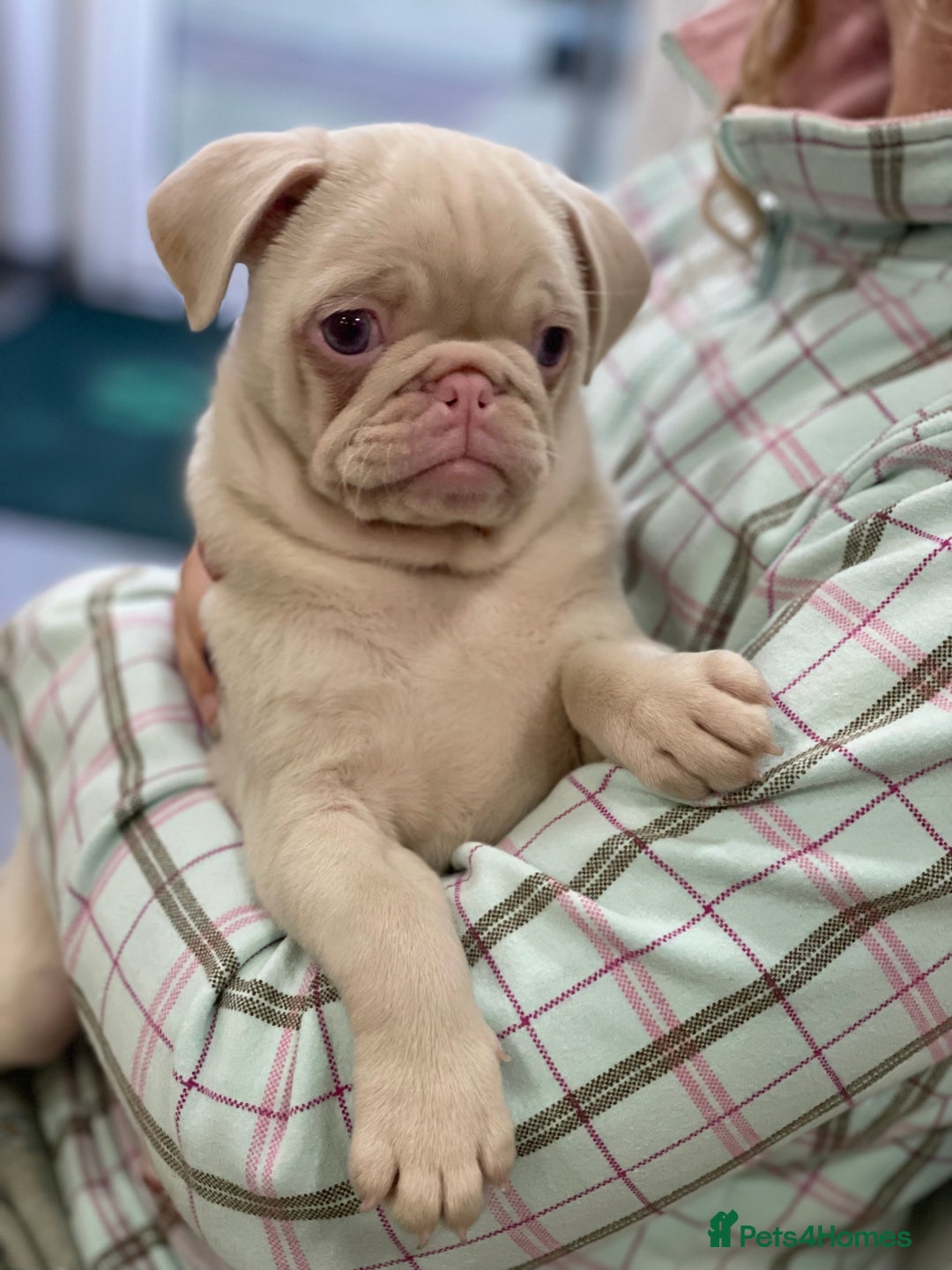 Pug dogs for sale: Pink champagne pug puppy - Advert 13