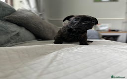 French Bulldog dogs for sale: French bulldog pups - Image 2