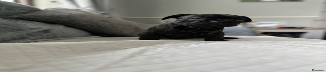 French Bulldog Puppy 2