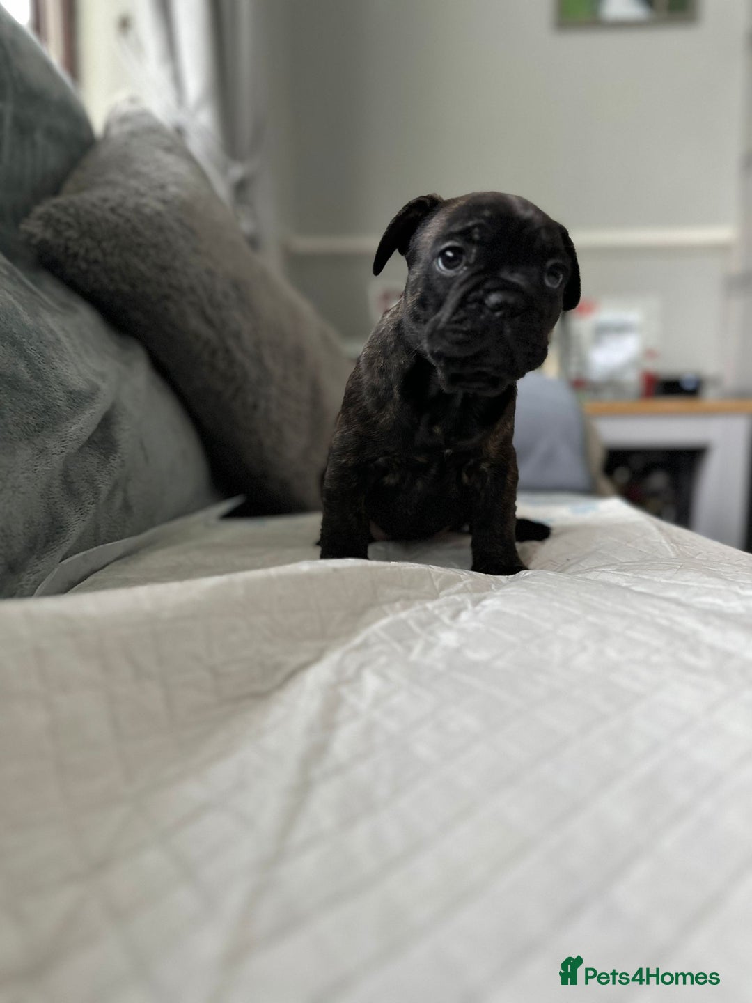 French Bulldog dogs for sale: French bulldog pups - Image 2