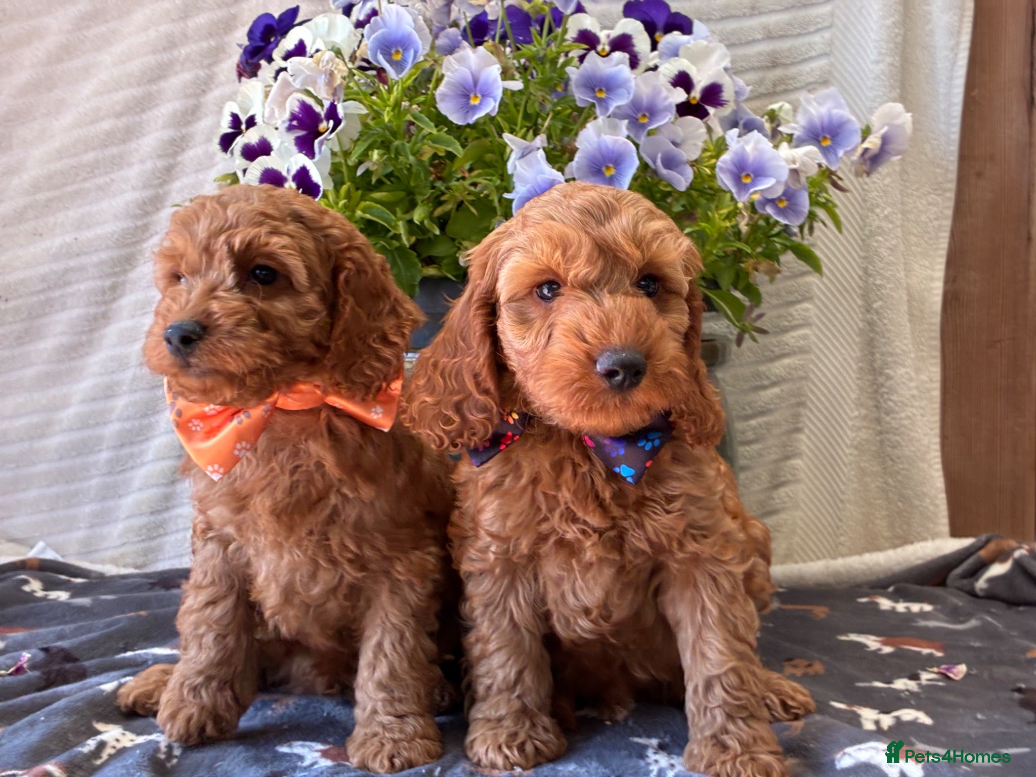 Cockapoo dogs 2 F1b BOYS COCKAPOO PUPPIES AVAILABLE!  - Advert 2