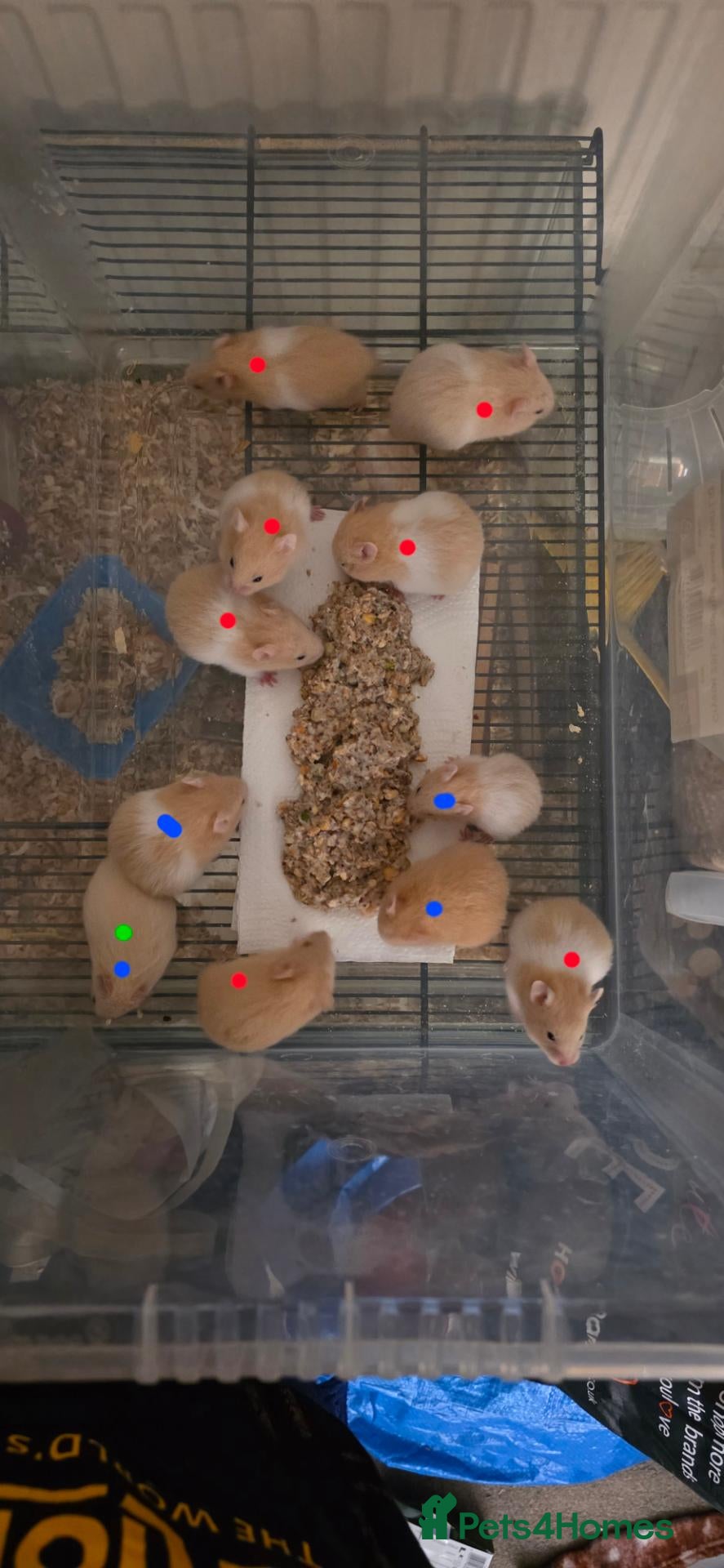 Hamster rodents for sale: Baby hamsters for sale - Advert 2