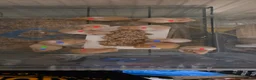 Hamster rodents for sale: Baby hamsters for sale in Newport - Advert 1