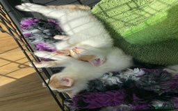 British Shorthair cats for sale: 3 beautiful British Shorthair Kittens  - Image 12