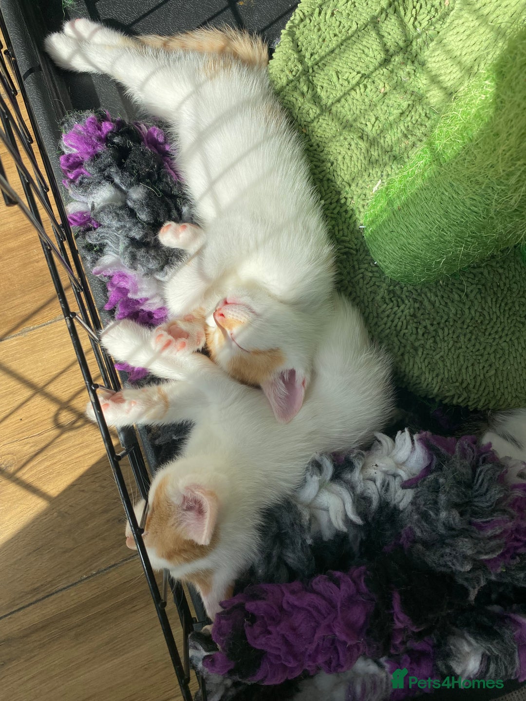 British Shorthair cats for sale: 3 beautiful British Shorthair Kittens  - Image 12