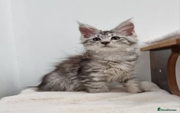Maine Coon cats for sale: Pedigree GCCF Maine Coon Kitten available  - Image 18
