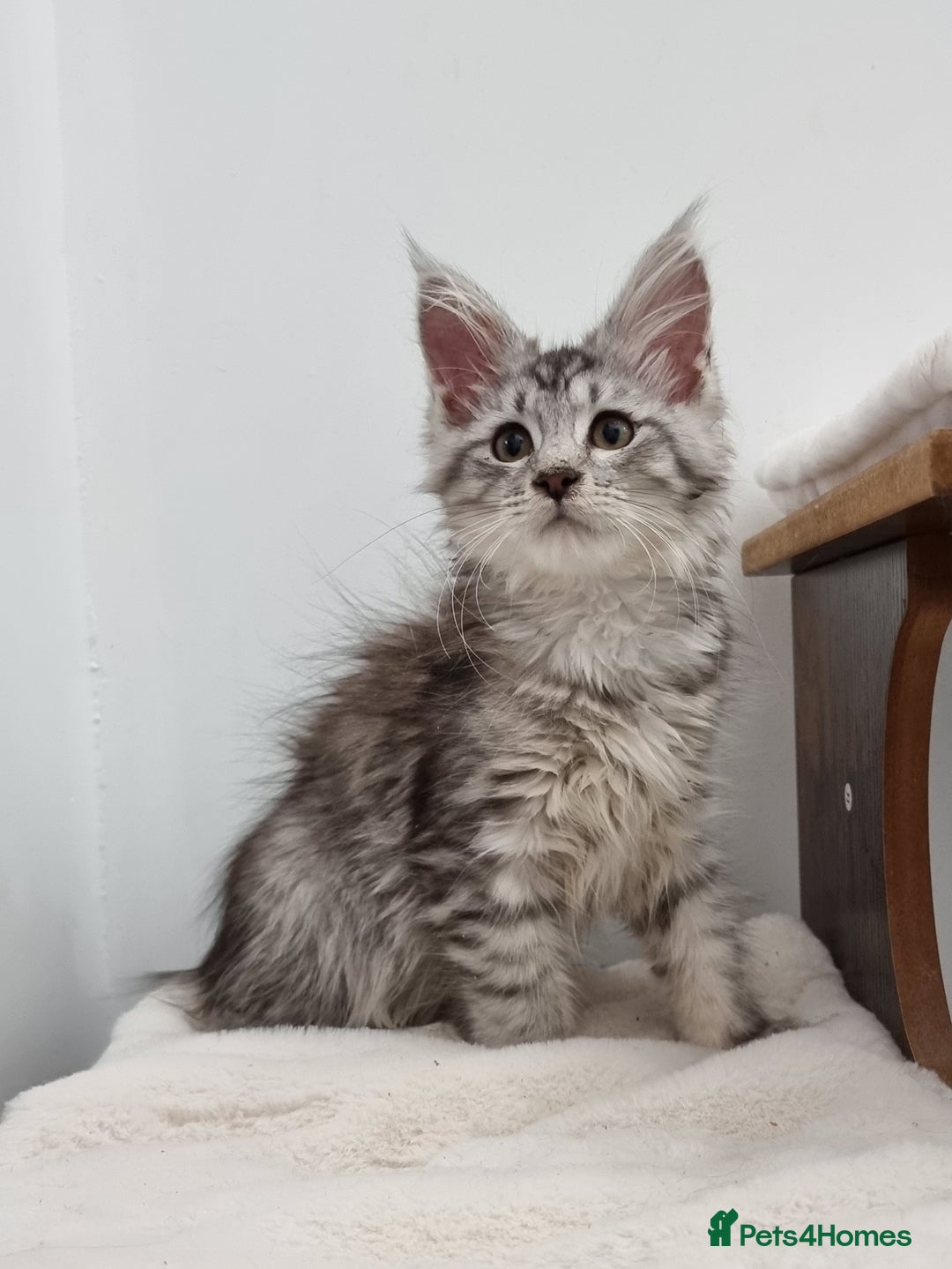 Maine Coon cats for sale: Pedigree GCCF Maine Coon Kitten available  - Image 18