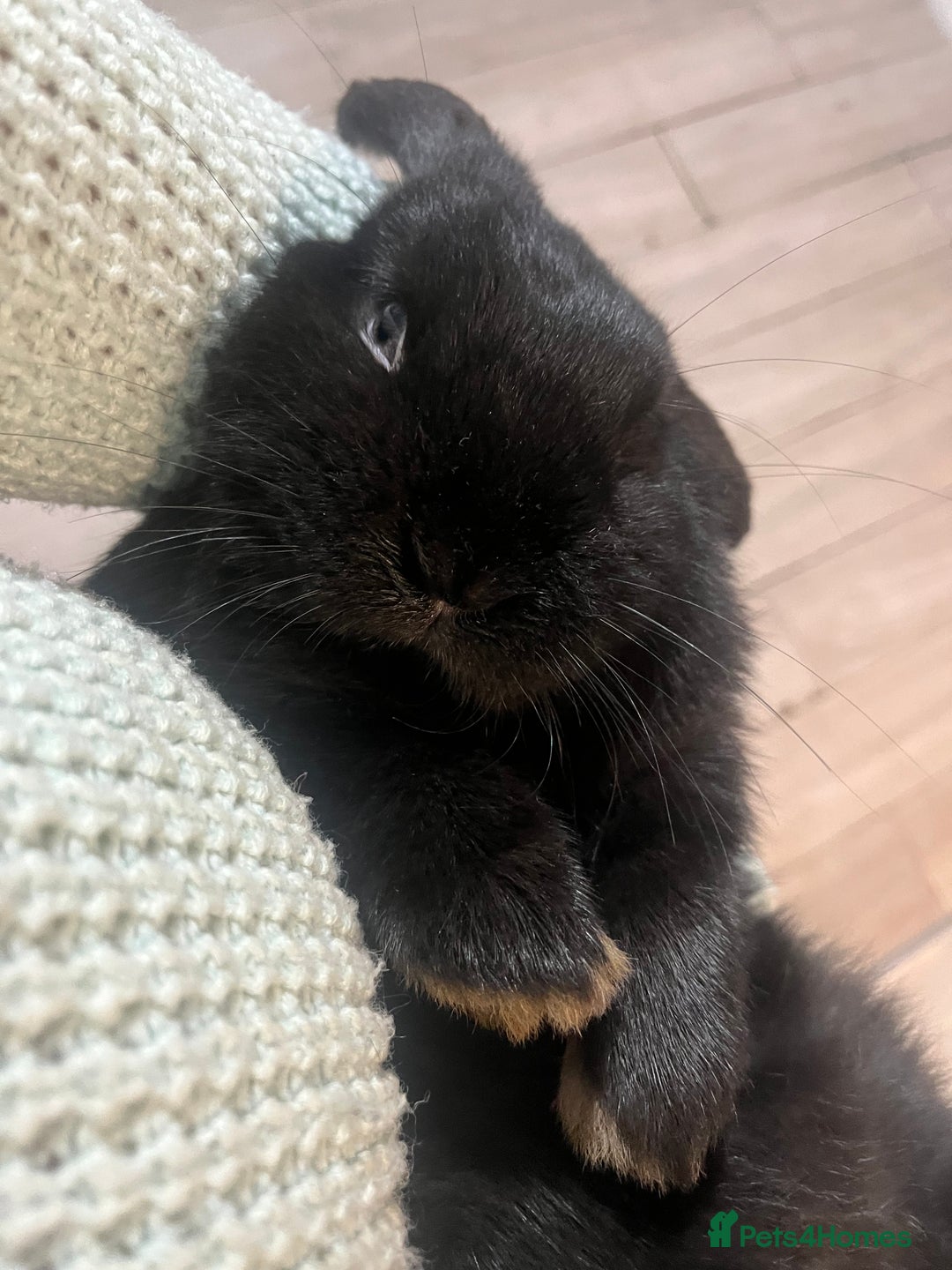 French Lop rabbits for sale: bunny - Advert 4