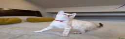 Bengal cats for sale: 🤍🩶 GORGEOUS BENGAL KITTENS 🩶🤍 - Advert 9