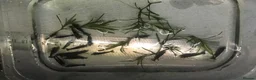 Shrimps fish for sale: Black, red, and yellow freshwater shrimp  - Advert 13
