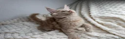 Maine Coon cats for sale: MaineCoon, Beautiful Kittens available  - Advert 17