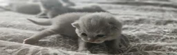 British Shorthair cats for sale:  British shorthair  - Advert 22