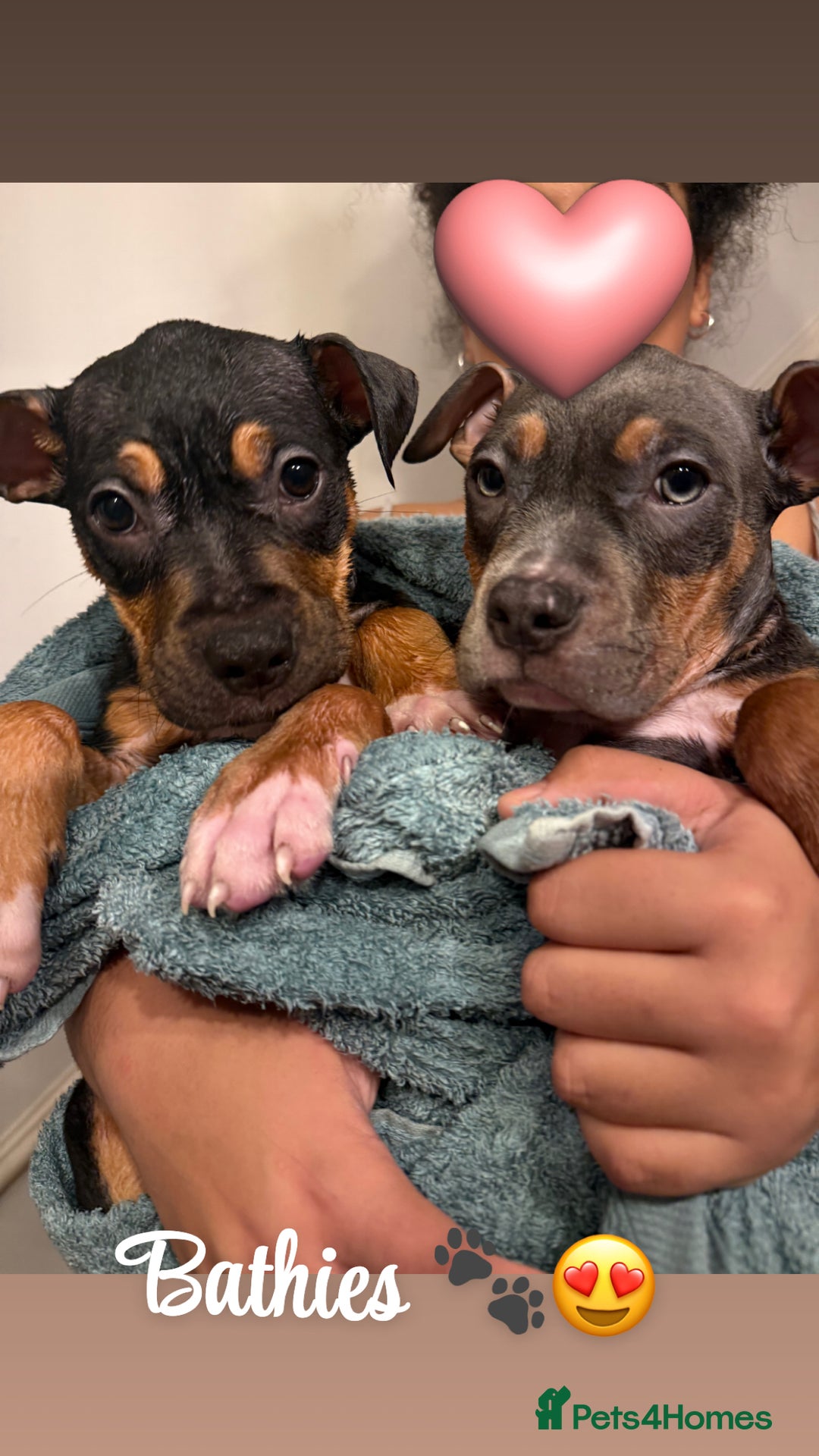 American Bully dogs for sale: 3 furbabies left ! ABKC Classic American Bullys - Advert 14