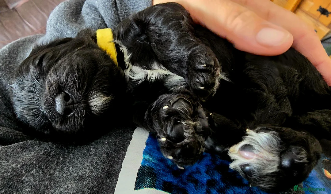 Cavapoo dogs for sale: Cavapoo miniature F1 - fully health tested - Advert 2