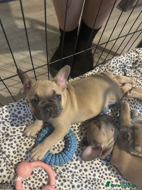 French Bulldog dogs READY TO HOME KC FRENCH BULLDOG PUPPIES - Advert 1
