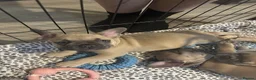 French Bulldog dogs for sale: READY TO HOME KC FRENCH BULLDOG PUPPIES - Advert 1