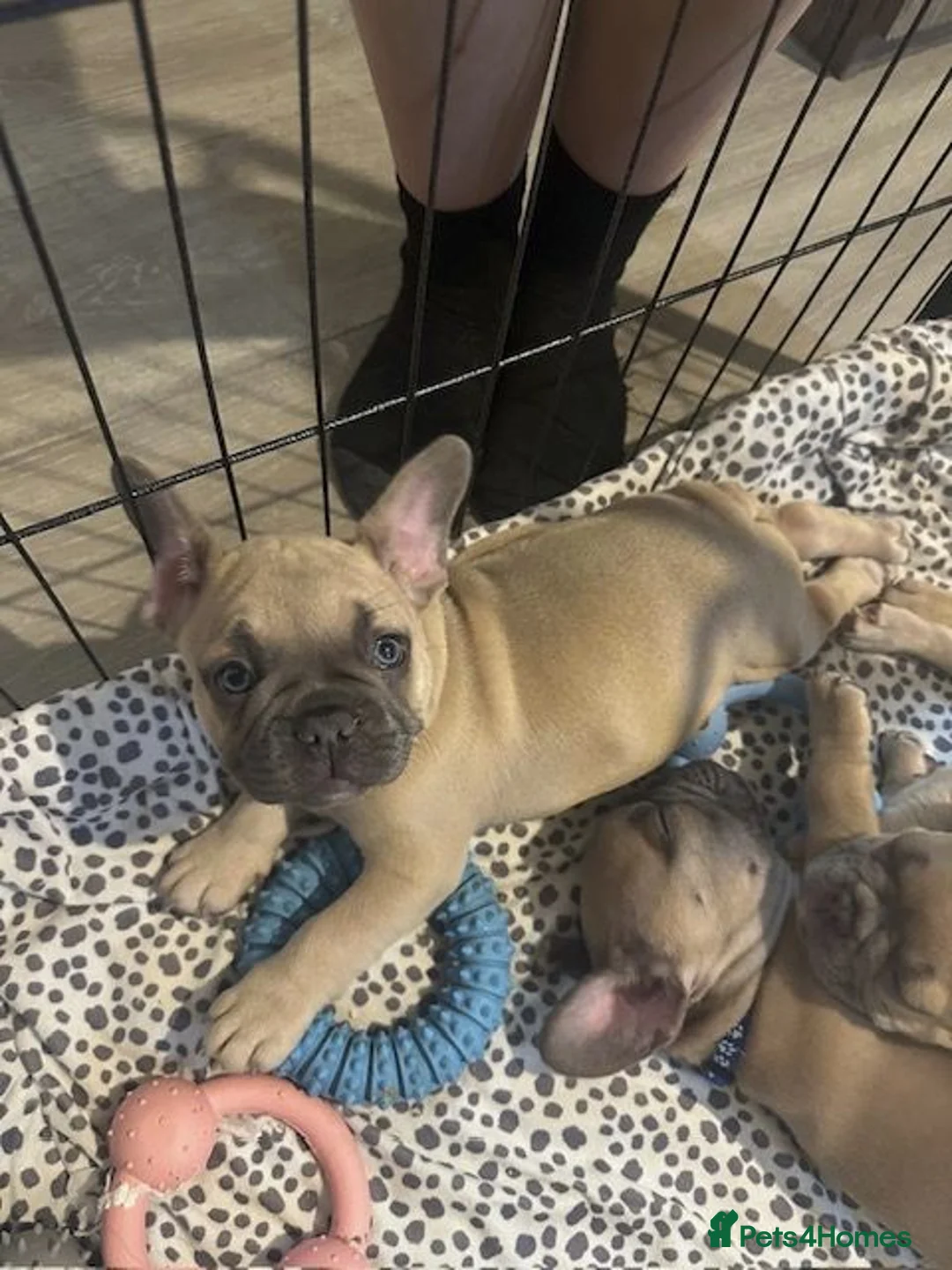 French Bulldog dogs for sale: READY TO HOME KC FRENCH BULLDOG PUPPIES - Advert 1