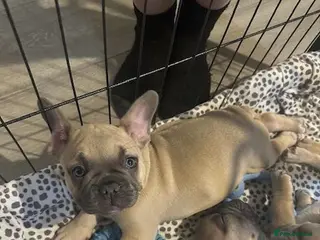 French Bulldog dogs READY TO HOME KC FRENCH BULLDOG PUPPIES - Advert 1