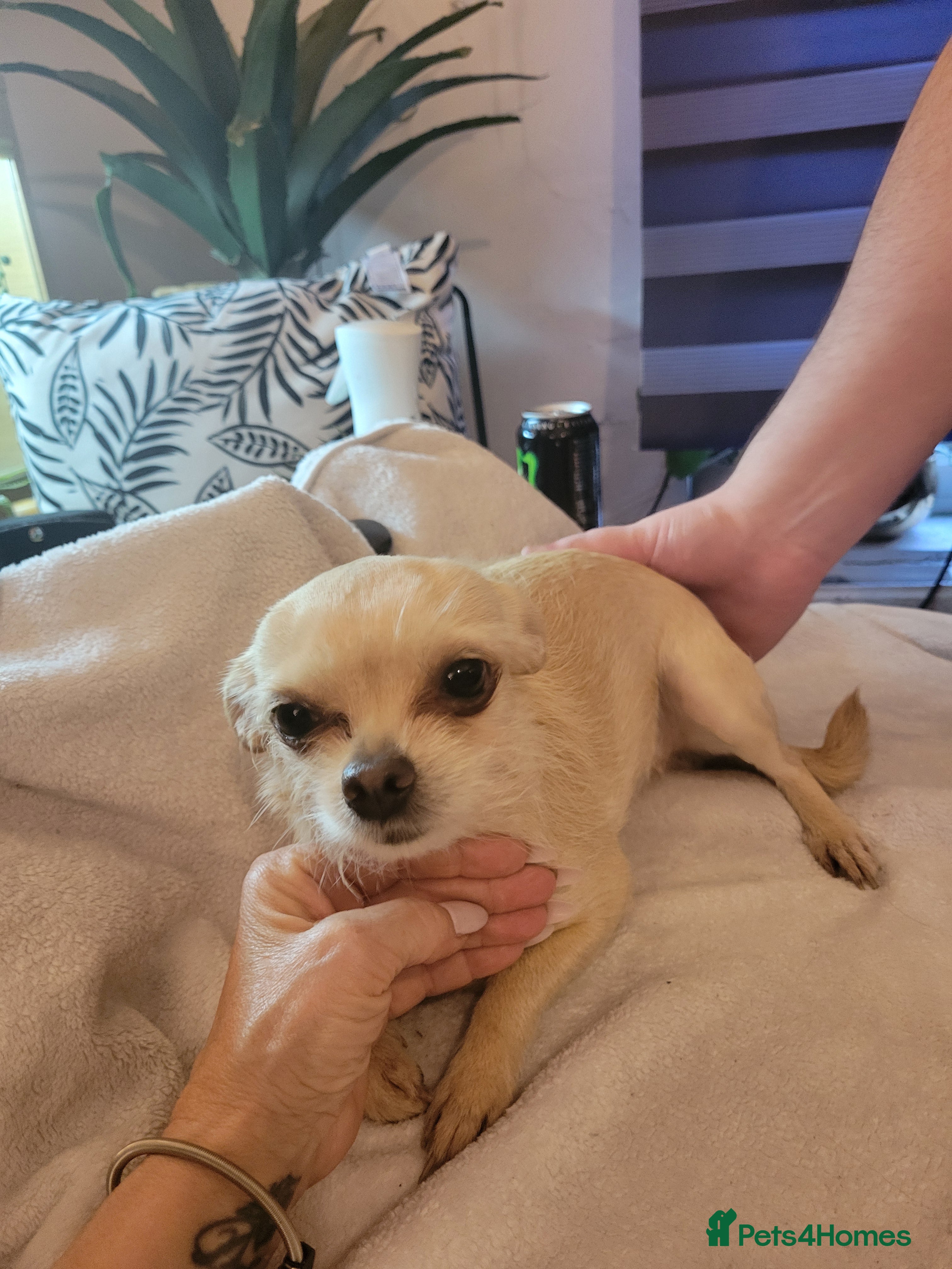 Mixed Breed dogs Chihuahua cross - Advert 3