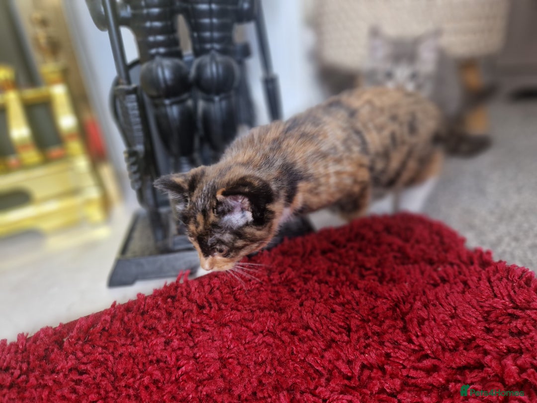 Mixed Breed cats for sale: British shorthair Cross kittens  - Image 11