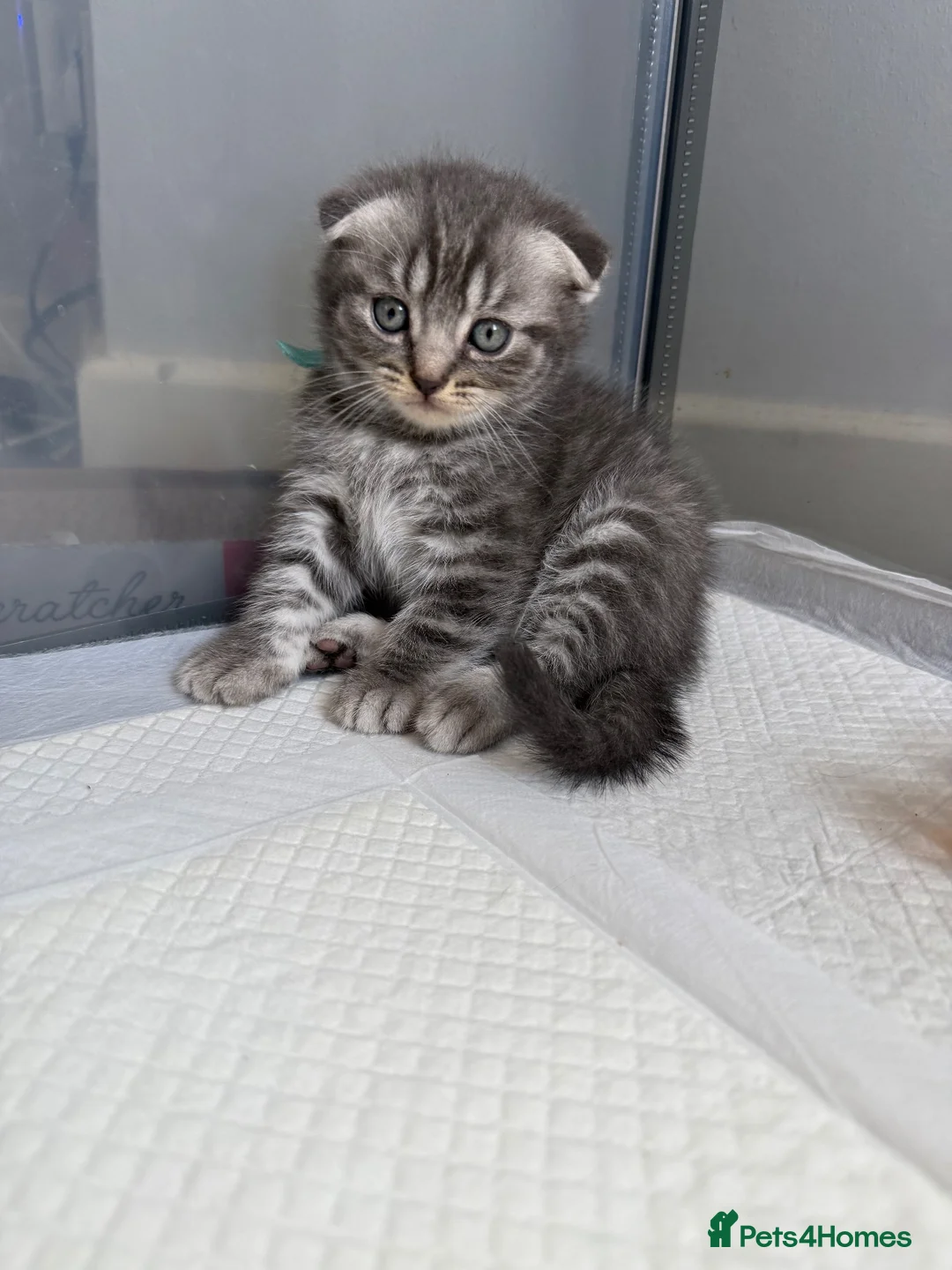 British Shorthair cats for sale: Pure breed Scottish Fold &Straight grey tabby  in Chatham - Advert 2