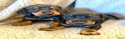 Miniature Dachshund dogs for sale: STUNNING SMOOTH HAIR MINI DACHSHUND PUPPIES  - Advert 9