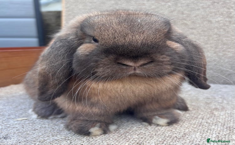 Dwarf Lop rabbits - Advert 18