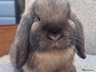 Dwarf Lop rabbits for sale - Advert 2