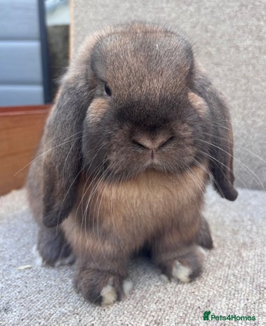 Dwarf Lop rabbits - Advert 18