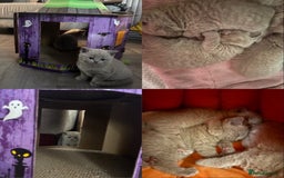 British Shorthair cats for sale: GCCF British Shorthair Kittens – Champion Lines - Image 4