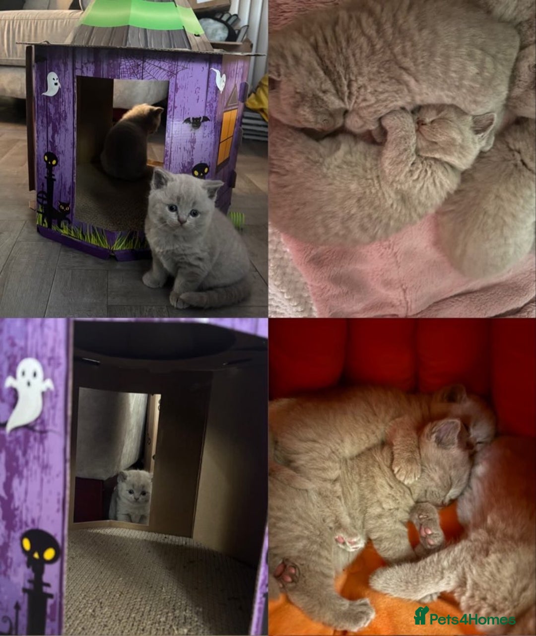 British Shorthair cats for sale: GCCF British Shorthair Kittens – Champion Lines - Image 4