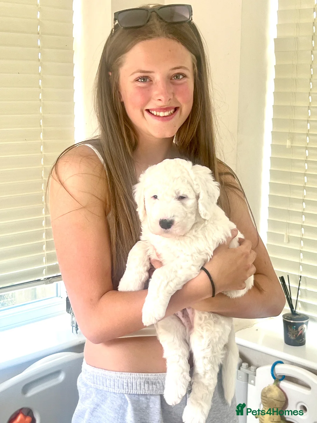 Sheepadoodle dogs for sale: Last boy available only due to timewaster.  - Advert 2