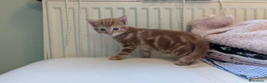 Kitten 2