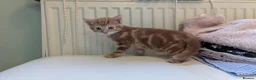 Mixed Breed cats for sale: Beautiful ginger kittens looking for new home - Advert 3