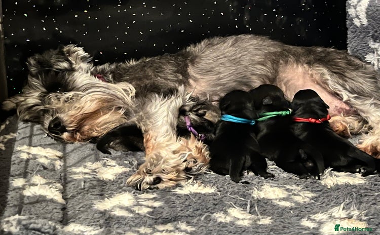 Miniature Schnauzer dogs - Advert 1