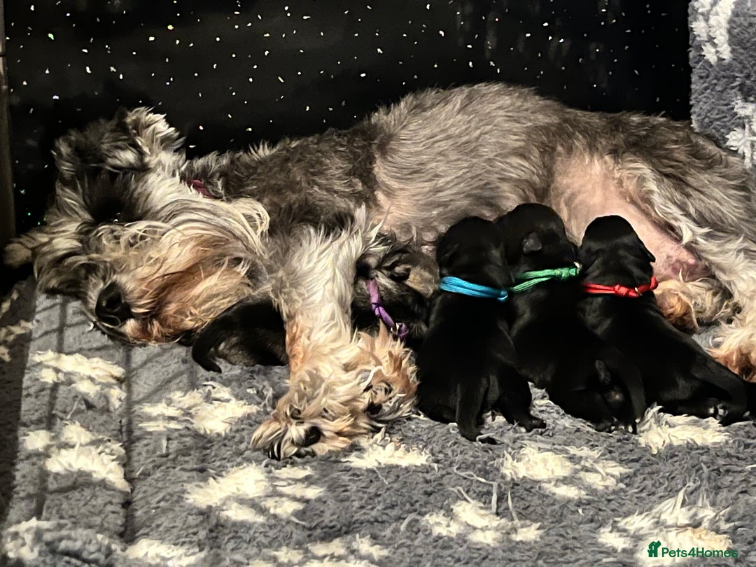 Miniature Schnauzer dogs for sale: Adorable Miniature Schnauzers - Image 1