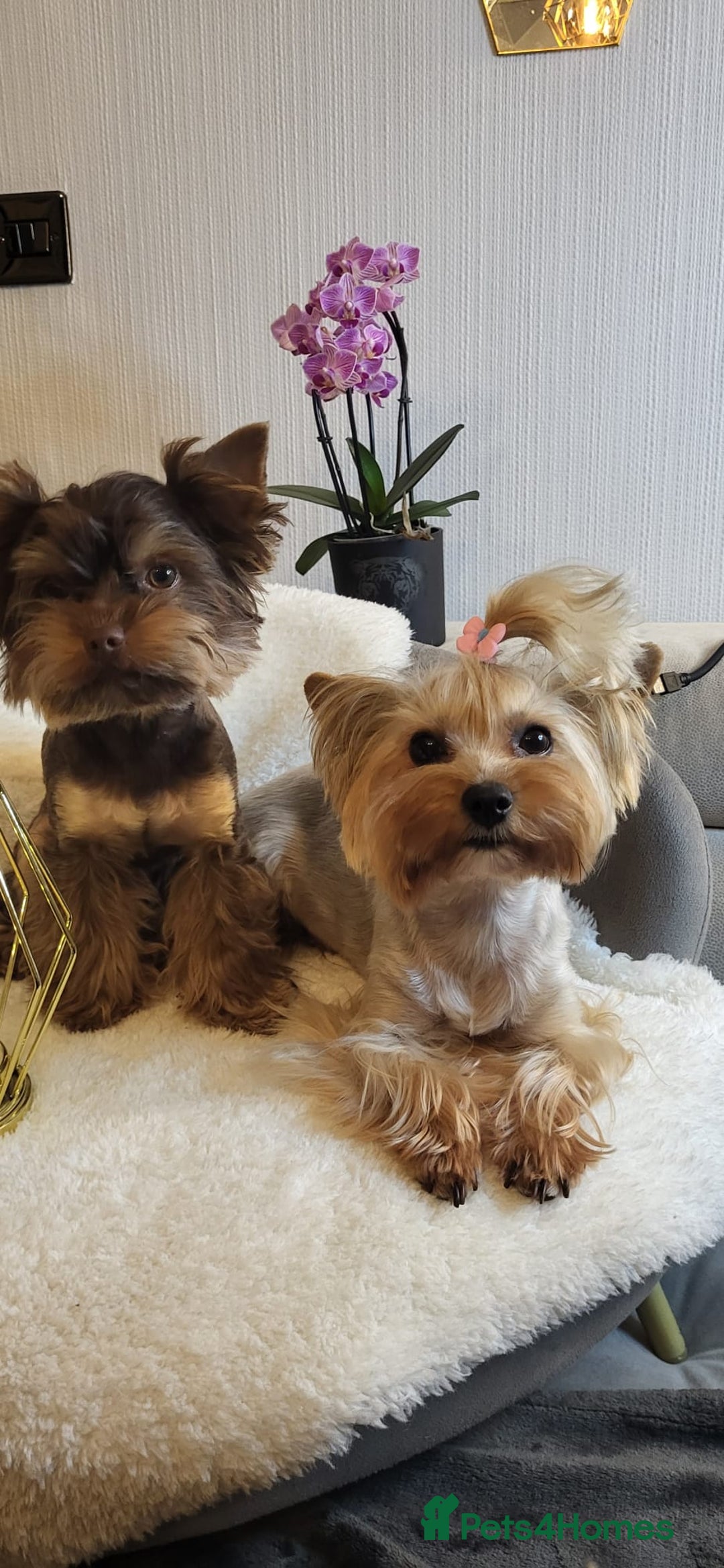 Yorkshire Terrier dogs for sale: Tiny miniature Yorkshire terriers - Advert 13