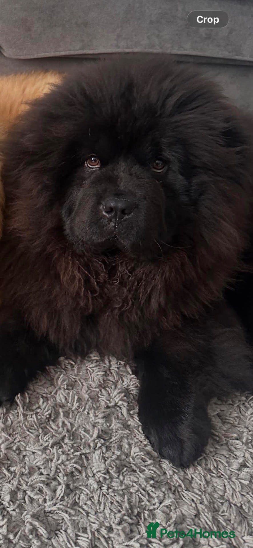 Chow Chow dogs Beautiful black chow chow  - Advert 14