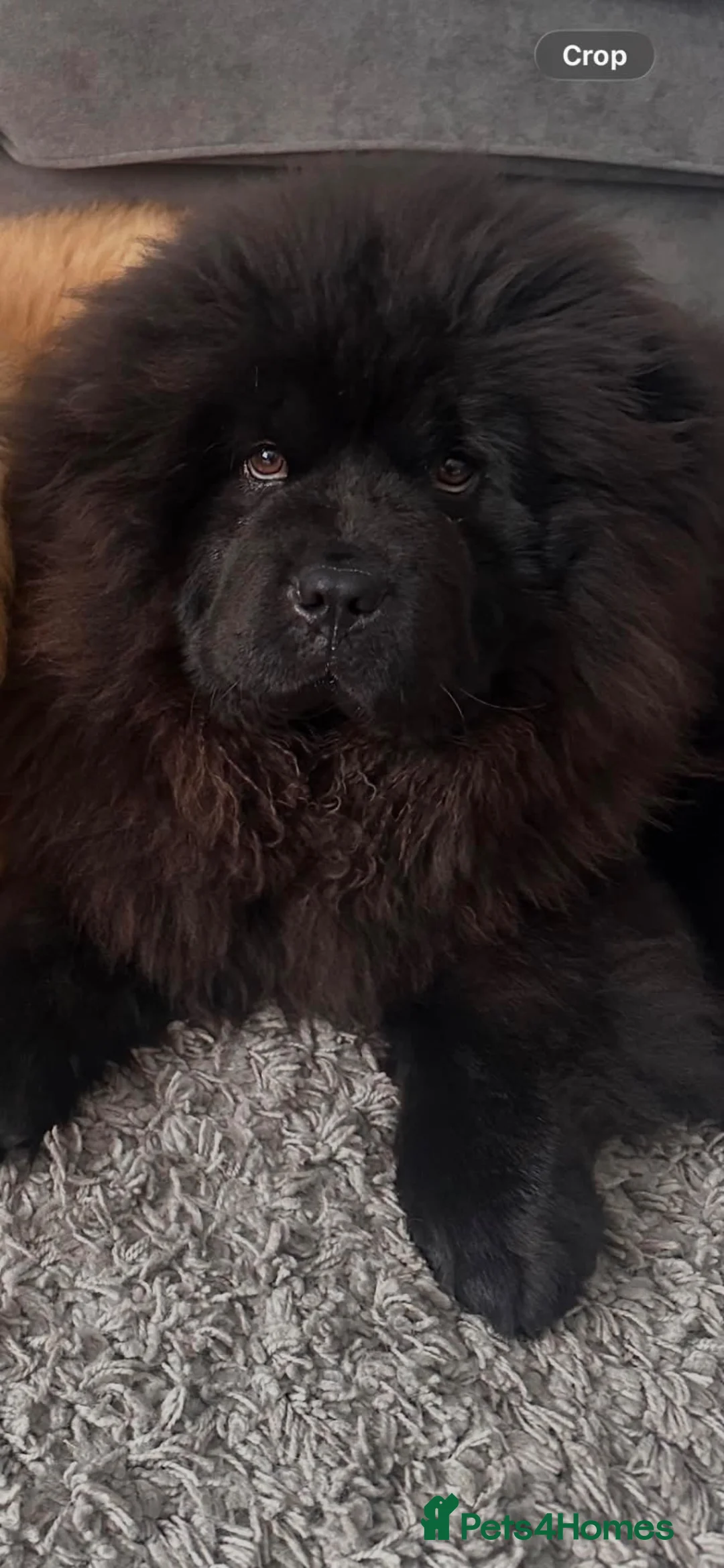 Chow Chow dogs for sale: Beautiful black chow chow  - Advert 1