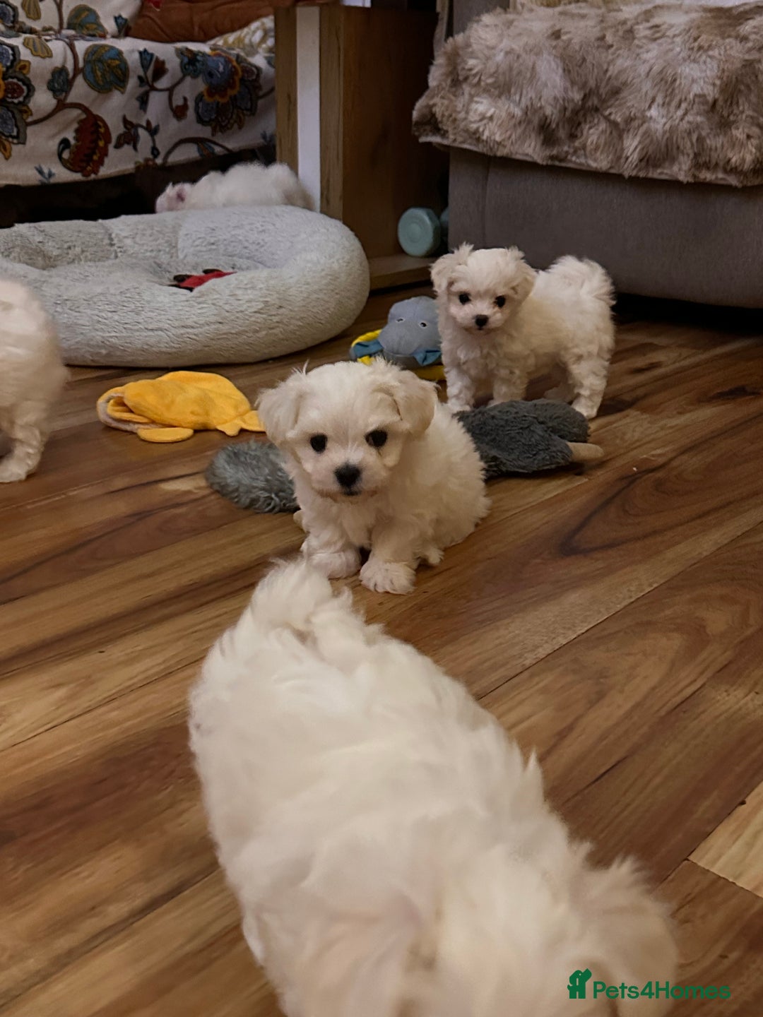 Maltese dogs for sale:  Beautiful maltese - Advert 4