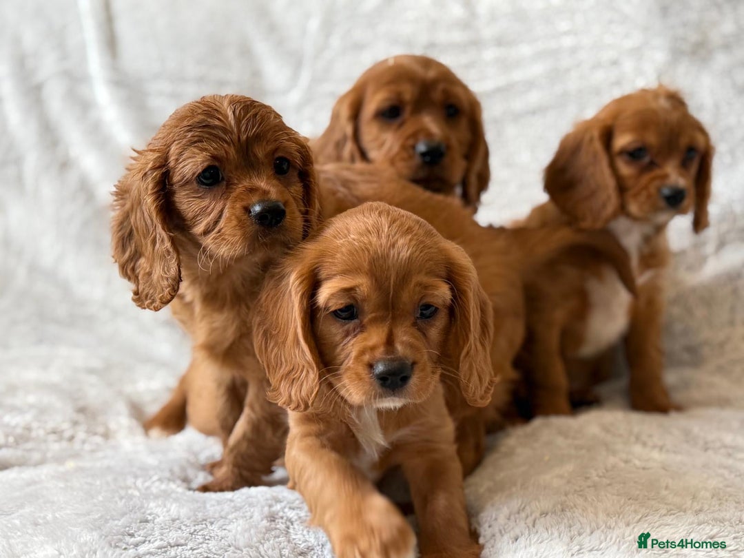 Mixed Breed dogs for sale: Spaniels mixed breed - Image 8
